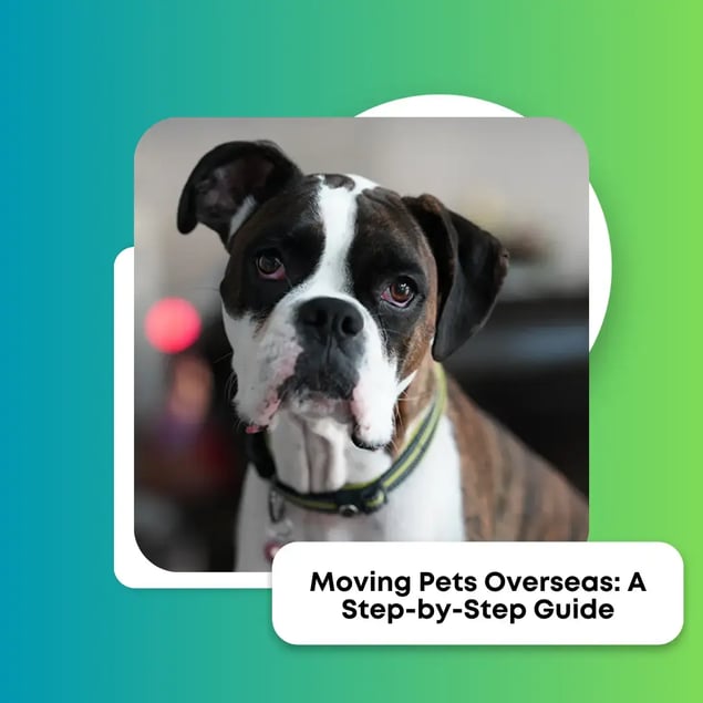 Moving Pets Overseas: A Step-by-Step Guide